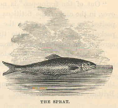 Sprattus sprattus (Linnaeus, 1758)